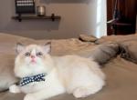 Mickey Mouse - Ragdoll Kitten For Sale - Fontana, CA, US