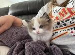 Mink bicolor male - Ragdoll Kitten For Sale - 