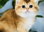 Coco - British Shorthair Kitten For Sale - WA, US