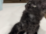 Black smoke female - Maine Coon Kitten For Sale - Jacksonville, FL, US