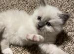 Ocean - Ragdoll Kitten For Sale - 