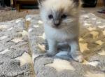 Oscar - Ragdoll Kitten For Sale - 