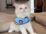 Pluto - Ragdoll Kitten For Sale - Fontana, CA, US