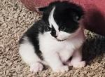 Onyx - Scottish Straight Kitten For Sale - 