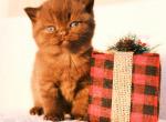 Ginger - British Shorthair Kitten For Sale - Vancouver, WA, US