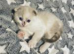 Olive - Scottish Fold Kitten For Sale - 