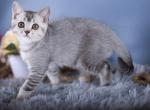 Kesha - Scottish Straight Kitten For Sale - 