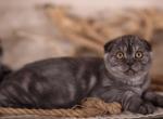 King - Scottish Fold Kitten For Sale - 