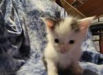 Litter K - Maine Coon Kitten For Sale - Ashland, OH, US