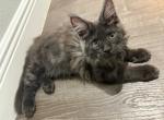 Jonah Black Smoke Male - Maine Coon Kitten For Sale - 