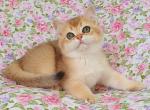 Bublik - British Shorthair Kitten For Sale - Brooklyn, NY, US