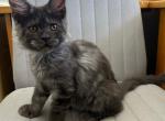 Jack Black Smoke Maine Coon - Maine Coon Kitten For Sale - Tampa, FL, US