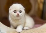 Katherine - Scottish Fold Kitten For Sale - Brooklyn, NY, US