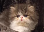 Bayou Blue - Persian Kitten For Sale - Houston, TX, US