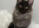 Kingsley Black Smoke Maine Coon - Maine Coon Kitten For Sale - 