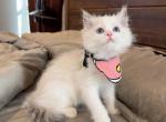 Minnie Mouse - Ragdoll Kitten For Sale - Fontana, CA, US