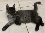 Kirk Black Smoke - Maine Coon Kitten For Sale - 