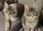 Lila and Lacey - Maine Coon Kitten For Sale - Tampa, FL, US