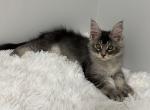 Lucus - Maine Coon Kitten For Sale - Tampa, FL, US