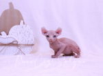 Zoey - Sphynx Kitten For Sale - 