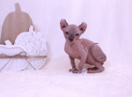 Leo - Sphynx Kitten For Sale - 