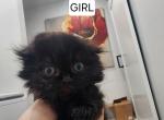 Scottish Fold and Straight - Scottish Fold Kitten For Sale - Covington, GA, US