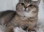 Sam - Scottish Straight Kitten For Sale - 