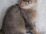 Raspberry - Scottish Fold Kitten For Sale - Cheney, WA, US