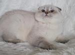 Rita - Scottish Fold Kitten For Sale - Cheney, WA, US