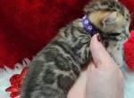 Brown rosette available female Noel - Bengal Kitten For Sale - FL, US