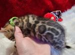 Holly Brown rosette female - Bengal Kitten For Sale - 