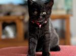 British shorthair Black - British Shorthair Kitten For Sale - 