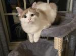 Timber - Ragdoll Kitten For Sale - Franklin, PA, US