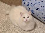 Cramer - Ragdoll Kitten For Adoption - Franklin, PA, US