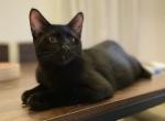 Behemoth - Domestic Kitten For Sale - 