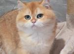 Lydia - British Shorthair Kitten For Sale - Los Angeles, CA, US