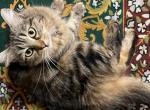 Jiglu - Siberian Cat For Sale - CT, US