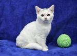 Green - British Shorthair Kitten For Sale - Bridgewater, VA, US