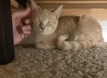 Nala - Domestic Kitten For Sale - 