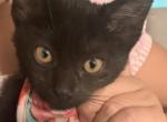 Pip - Oriental Kitten For Sale - 