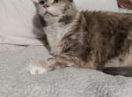 Star - Domestic Cat For Adoption - 