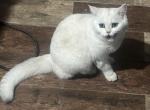 Charly - Scottish Straight Kitten For Sale - PA, US