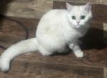 Charly - Scottish Straight Kitten For Sale - PA, US