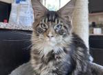 Griffin Blue eyed - Maine Coon Kitten For Sale - Las Vegas, NV, US