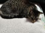 Loki - Domestic Cat For Adoption - 