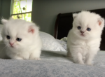 PURE BREED BRITISH SHORTHAIR KITTENS - British Shorthair Kitten For Sale - 