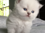 PURE BREED BRITISH SHORTHAIR KITTENS - British Shorthair Kitten For Sale - 