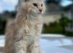 Zavion - Maine Coon Kitten For Sale - Port Charlotte, FL, US