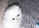 Rudolph - Persian Kitten For Sale - FL, US