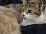 Blueberry - Domestic Kitten For Adoption - Ridgefield, WA, US